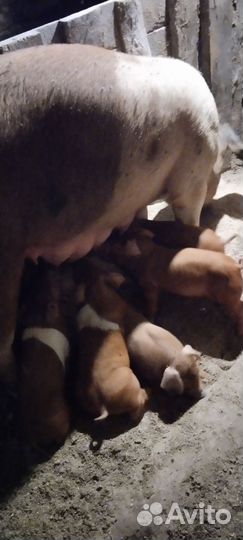 Поросята дюрок