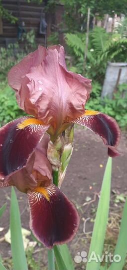 Садовые цветы