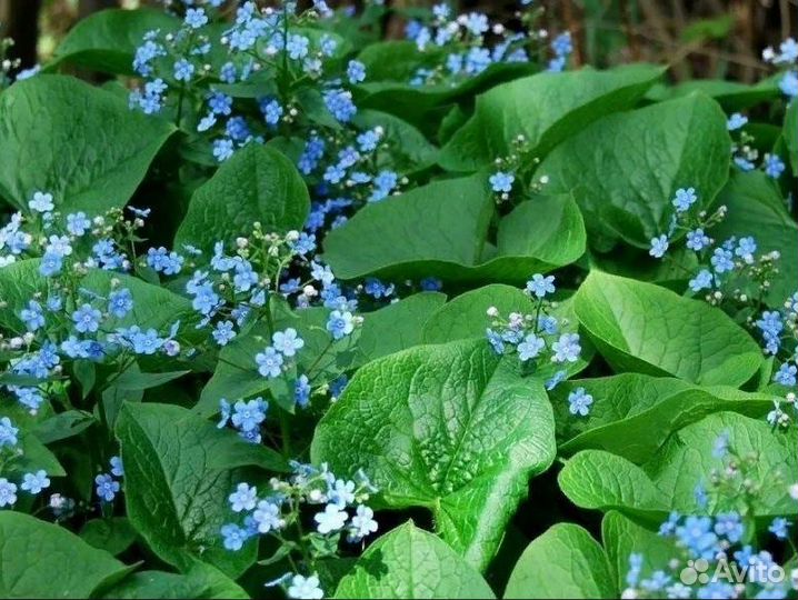 Бруннера многолетний почвопокровник саженцы обмен