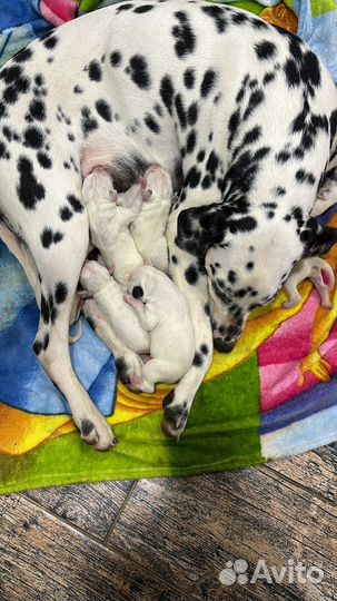 Далматинец