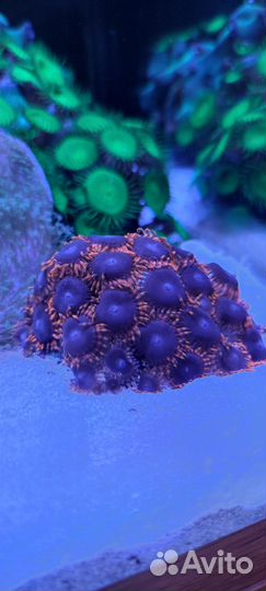 Морские кораллы