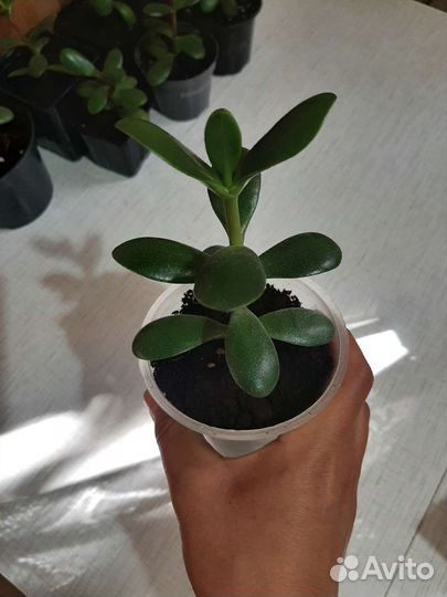 Толстянка денежное дерево