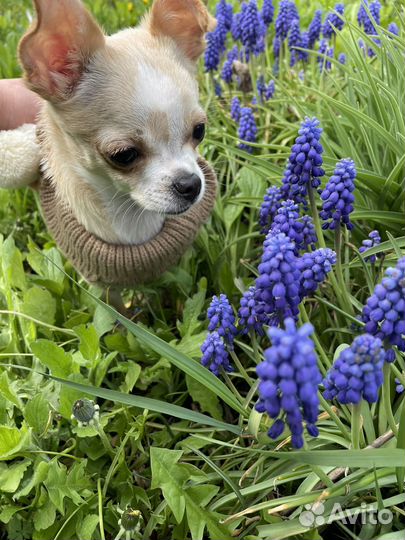 Вязка кобель чихуахуа