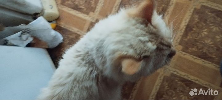 Отдам в добрые руки