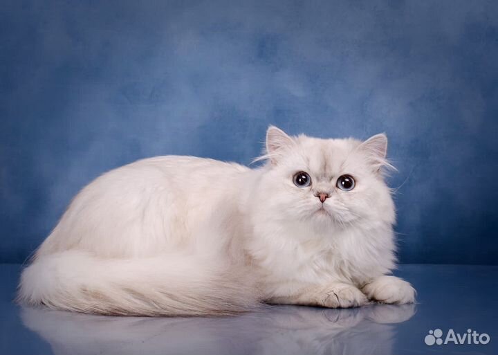 Британкий кот Uno