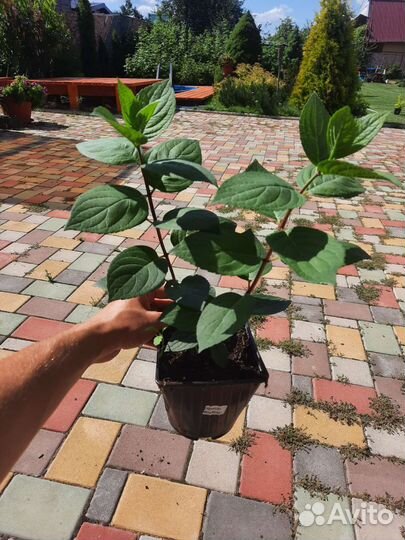 Гортензия Мега минди