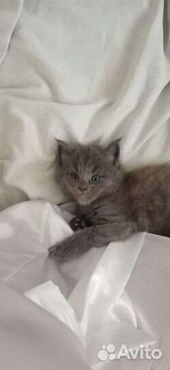 Кошка Мейн-кун