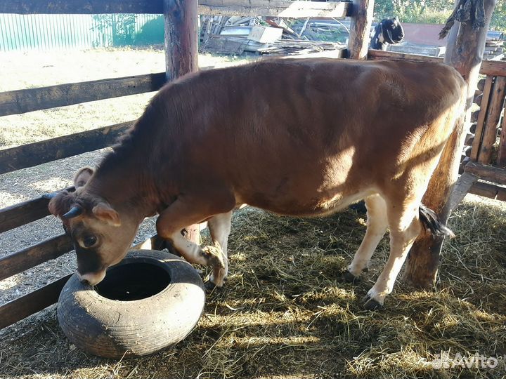 Тёлка Джерси, козочки, козлики