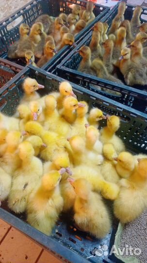 Гусята Линда