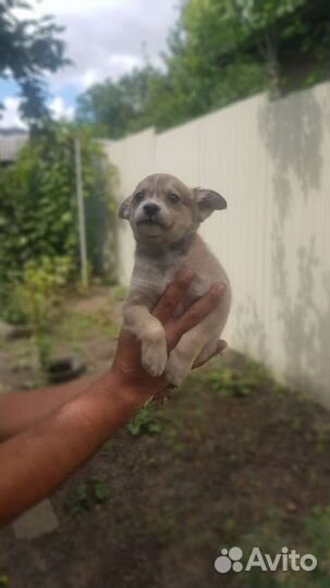 Щеночки в дар