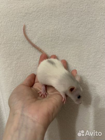 Крысята дамбо Малыши.клетки.доставка