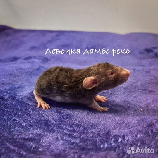 Редкие крысята дамбо