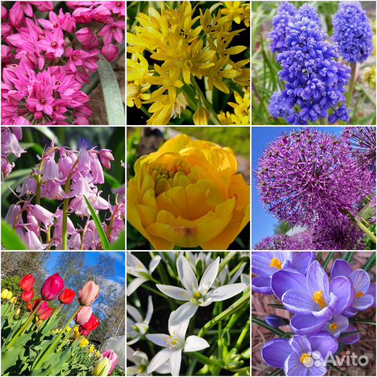 Цветы луковичные