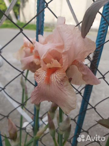 Ирисы бородатые