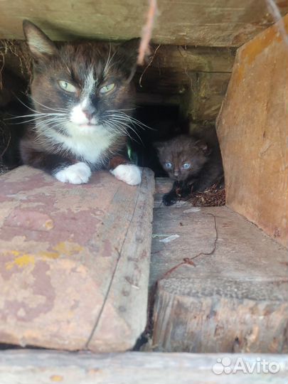 Кошка и котята