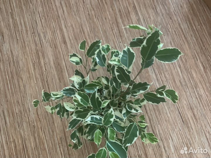 Фикус де гантель