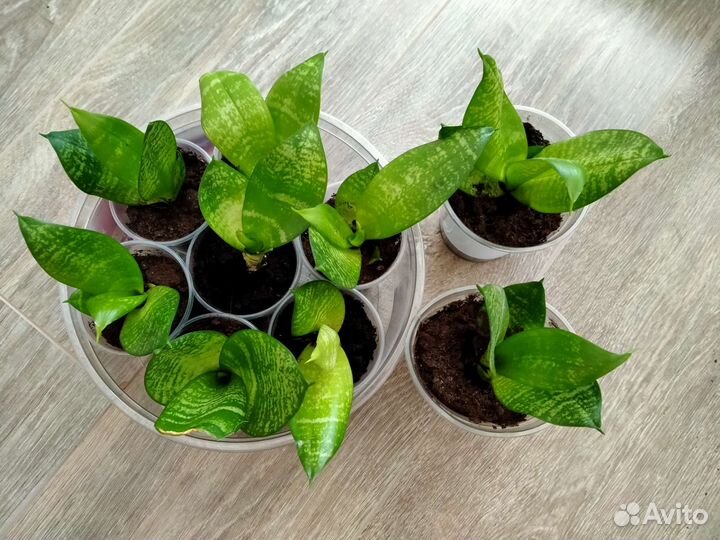 Тещин язык (сансевиерия)карликовая