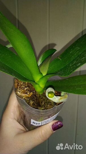 Орхидея Champion lightning бабочка