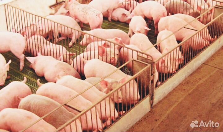 Семя элитных хряков