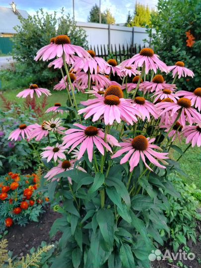 Продам цветы. Флоксы, серебрянка, эхинацея