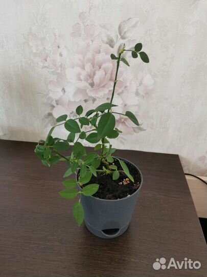 Комнатная роза