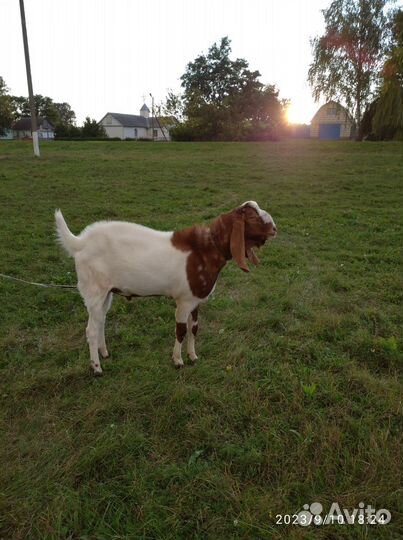 Козел на покрытие