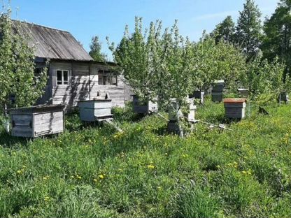 Пчелы, Нагорск