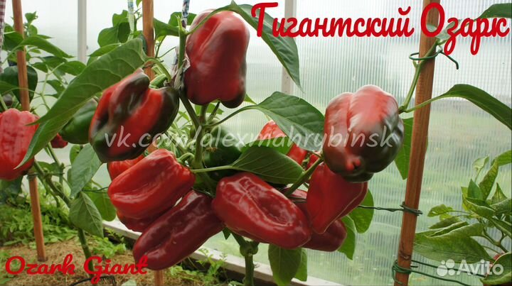 Семена сладкого перца