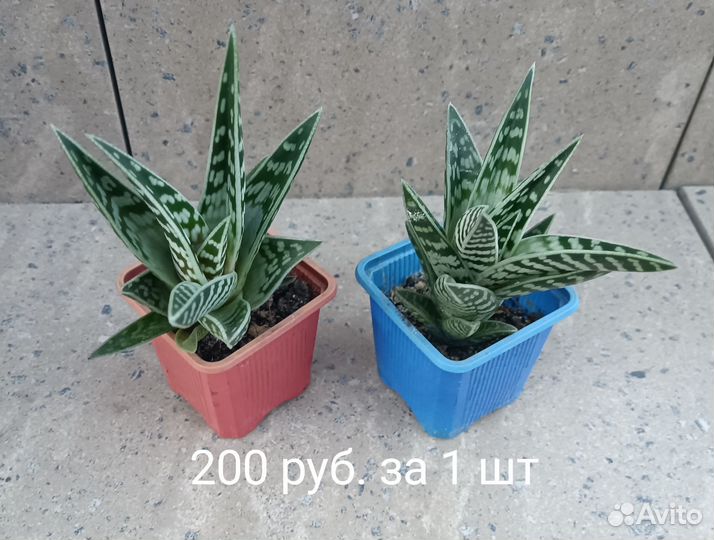 Алоэ тигровое