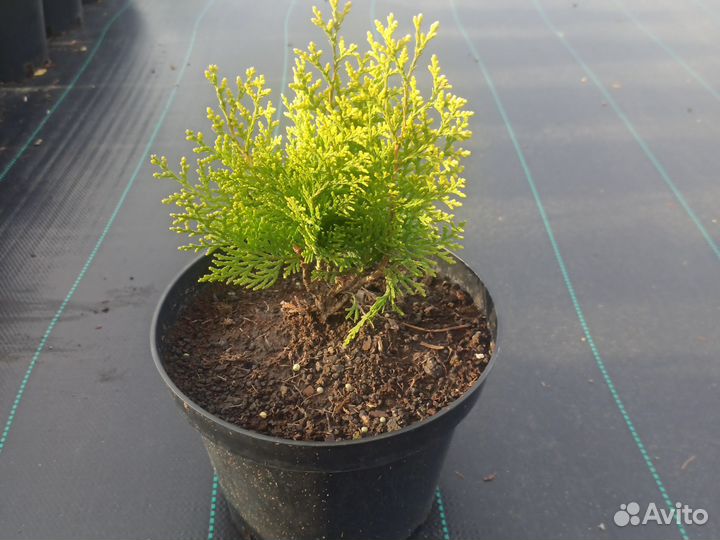 Туя Аурея Нана С3 15-20 см