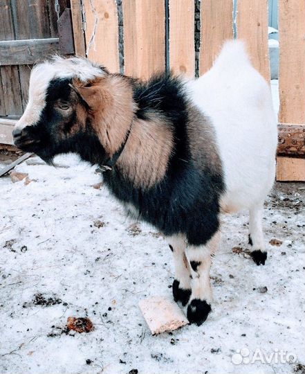 Камерунские козлята 100%