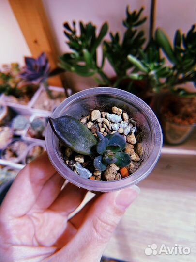Суккуленты часть 3