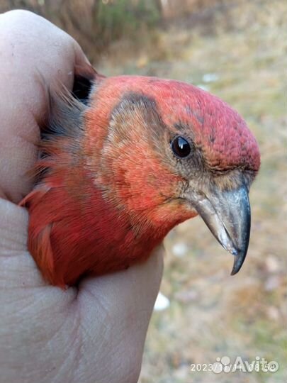 Певчие птицы