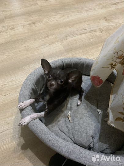 Мини той-терьер