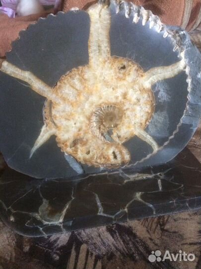Аммонит пиритизированный на подставке