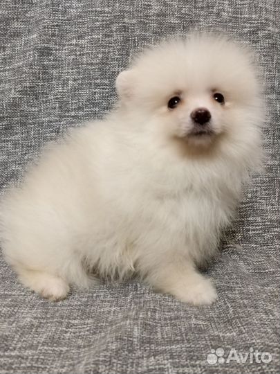 Шпиц мальчишки