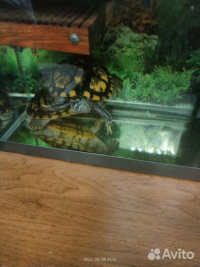 Черепахи, аквариум