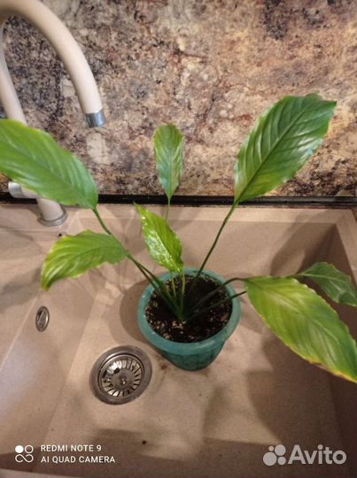 Спатифиллум (женское счастье)