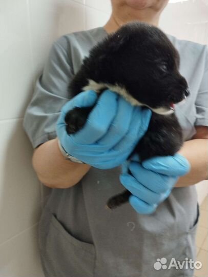 Собака в добрые руки щенок