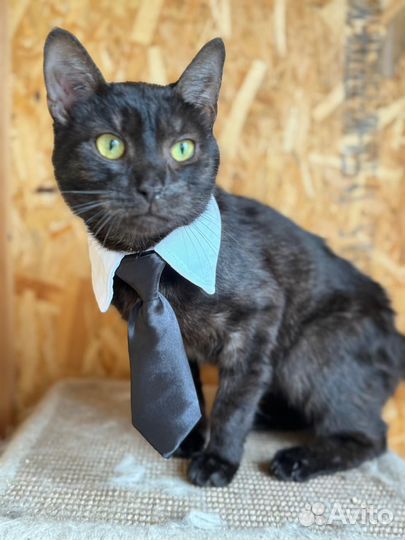 Черный кот Пиксель из приюта в добрые руки