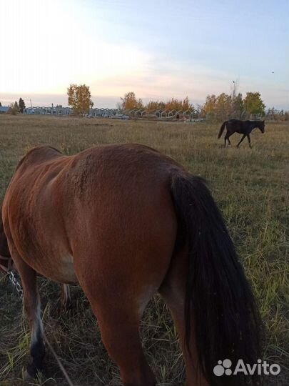 Кобыла 9 лет на откорме,можно доить