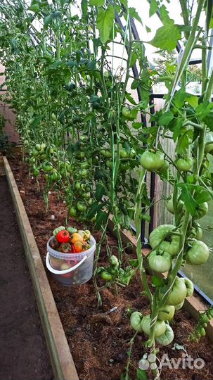 Рассада томатов