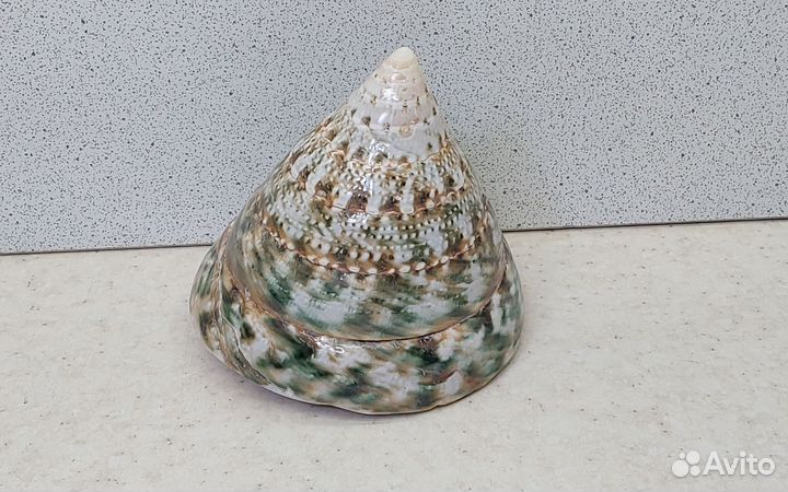 Трохус зеленый 6,8*7,6 морская ракушка раковина