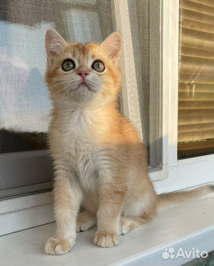 Британская золотистая шиншилла