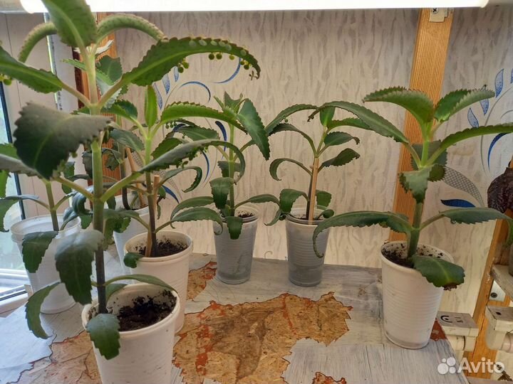 Каланхоэ лечебное