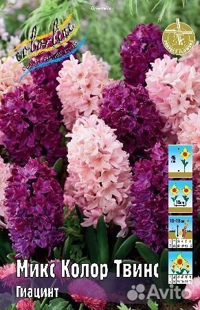 Гиацинт Микс Колор Твинс 2шт