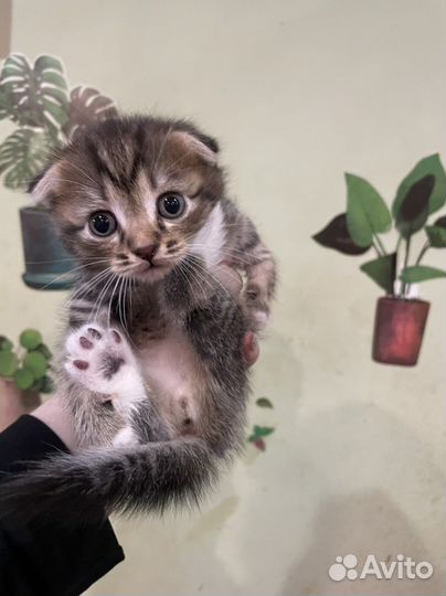 Котята вислоухие