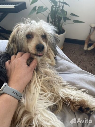 Кобель китайской хохлатой (пуховка) для вязки