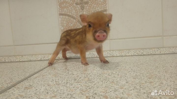 Микропиги, минипиги, карликовые свинки