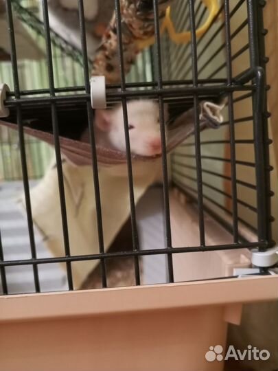 Отдаю крыс бесплатно